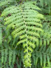 Image result for Pteridium aquilinum