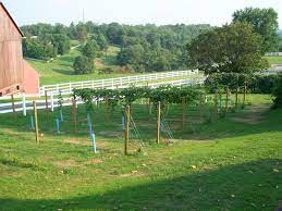 Plan Your First Vineyard - Winemakermag.com