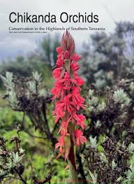 Image result for Satyrium macrophyllum