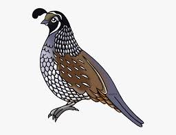 United States Clip Art California Quail Drawing Easy Free Transparent Clipart Clipartkey How to draw a bike, for kids that are more interested in mechanical things. california quail drawing easy