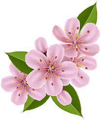 Spring Cherry Blossom Flowers Png Clip Art Image Flower Art Flower Drawing Flower Clipart