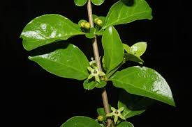 Image result for Canthium