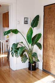 Are you looking for a plant that give you the most amazing results even if. Bird Of Paradise Plant Care How To Grow Maintain Birds Of Paradise Apartment Therapy