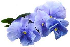 Blue Violet Flower Png Clipart Blue Flower Png Violet Flower Violet Aesthetic