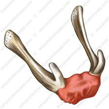 Image result for Hyoid Bone