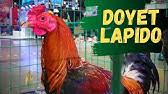 Bulik of mayor nene aguilar's breeding farm. World Gamefowl Expo 2020 Nene Aguilar Breeding Farm Youtube