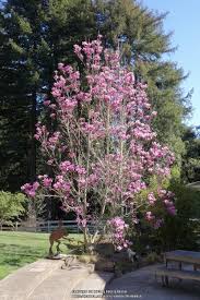 At heaven scent flowers & gifts, you can find everything you need and more, no matter what event or occasion is on the horizon. Magnolia Heaven Scent In The Magnolias Database Garden Org