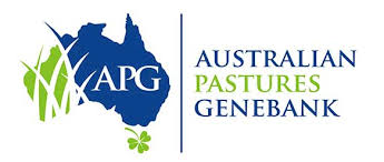 Image result for Tephrosia meisneri