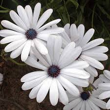 Image result for foto Osteospermum