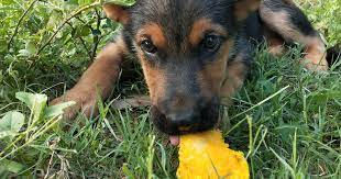 Los Perros Pueden Comer Mango Las Consecuencias De Esta Fruta En El Cuerpo De Tu Mascota