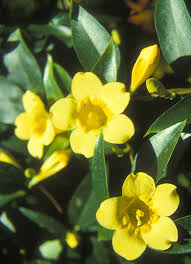 Guide To Poisonous Plants College Of Veterinary Medicine And Biomedical Sciences Colorado State University