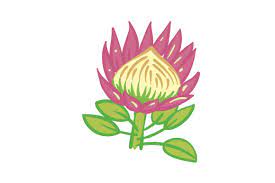 National Flower Protea Svg Cut File By Creative Fabrica Crafts Creative Fabrica
