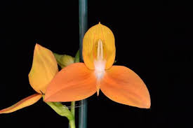 Image result for Disa robusta