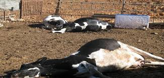 ما تفسير رؤية البقر الميت في المنام معلومة ثقافية