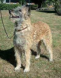 die seltenste variante des belgischen schaferhundes der laekenois hunde rassen hunde hunderassen