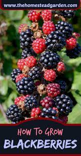 How To Grow Blackberries Growing Blackberries Growing Vegetables Growing Fruit