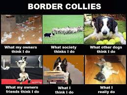 Border Collie Funny Memes Border Collies Bordercollie Border Collie Collie Cani