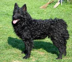 Overall, shelties should bear a strong resemblance to their bigger relatives. Croatian Sheepdog