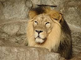 Als dieren uit dezelfde groep elkaar tegenkomen, volgt een ritueel van wrijven, likken en spinnen. Leeuw Wikikids