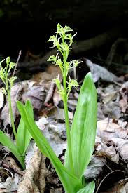 Image result for Liparis