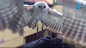 We did not find results for: Kelakuan Lucu Owl Burung Hantu Lucu 1 Youtube