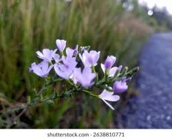 Image result for Scrophulariaceae