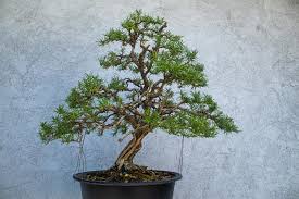Image result for rosemary bonsai