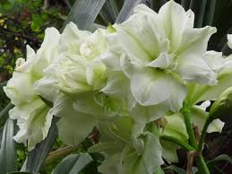 Image result for Hippeastrum sp. cultivars