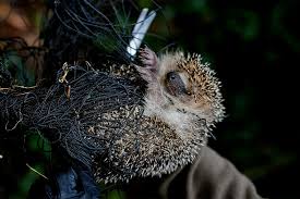 Viele wollen sich nicht gegen corona impfen lassen, weil sie spätfolgen fürchten. Igel Erinaceus Europaeus Www Natur In Nrw De