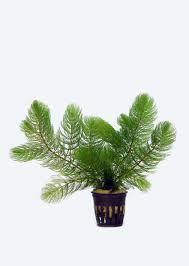 Image result for Ceratophyllum submersum