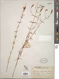 Image result for Chironia laxiflora