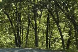 Temperate broadleaf and mixed forest is a temperate climate terrestrial biome, with broadleaf tree ecoregions, and with conifer and broadleaf tree mixed coniferous forest ecoregions. 46 Best Temperate Forest Biome Ideas Forest Biomes Temperate Deciduous Forest