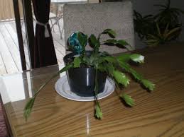 What we know as christmas cactus goes by the scientific name schlumbergera x buckleyi. Christmas Cactus Not Blooming Thriftyfun