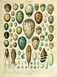 File Adolphe Millot Oeufs Jpg Gravures Botaniques Anciennes Gravures Anciennes Illustrations Harry Potter