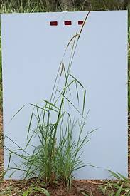 Image result for Setaria pseudaristata