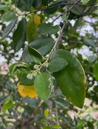 Image result for Drypetes gerrardii