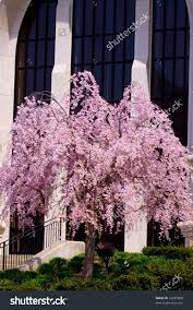The weeping yoshino cherry tree is an absolutely stunning addition to any landscape. 13 Weeping Cherry Willow Ideas Weeping Cherry Tree Cherry Tree Tree