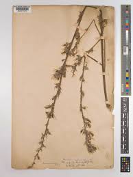 Image result for Eminia antennulifera