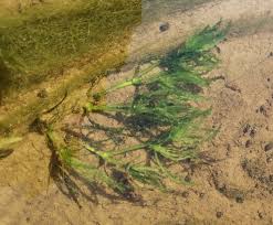 Image result for Najas horrida