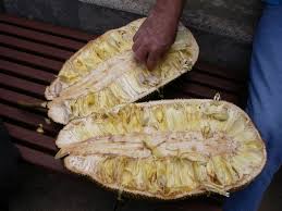 Image result for Artocarpus heterophyllus