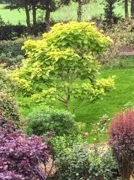 Image result for Hymenocardia ulmoides