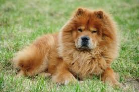 Chow Chow Cin Aslani Egitirken Dikkat Etmeniz Gerekenler