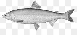 Maybe you would like to learn more about one of these? Fish Cartoon Free Download 1600 675 0 83 Mb