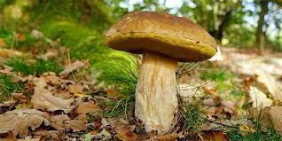 These organisms are classified as a kingdom, separately from the other eukaryotic kingdoms, those being plantae, animalia, protozoa, and chromista. Die Beliebtesten Speisepilze Nabu
