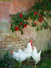 Birds That Lay Eggs On The Ground Uk My Very Own Life In The Woods Chickens Backyard Chickens Chickens And Roosters