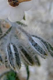 Image result for Cystostemon