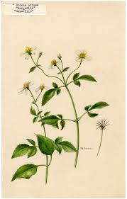 Image result for Bidens pilosa