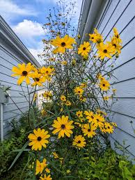 Image result for Helianthus angustifolius