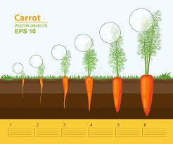 infographic concept of planting process in flat design how