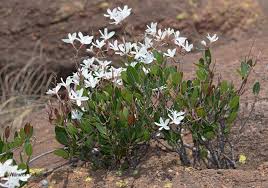 Image result for Ancylobothrys